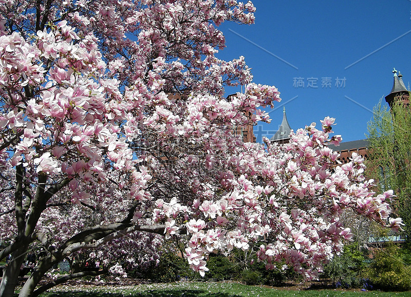 2010年华盛顿木兰花在史密森尼附近