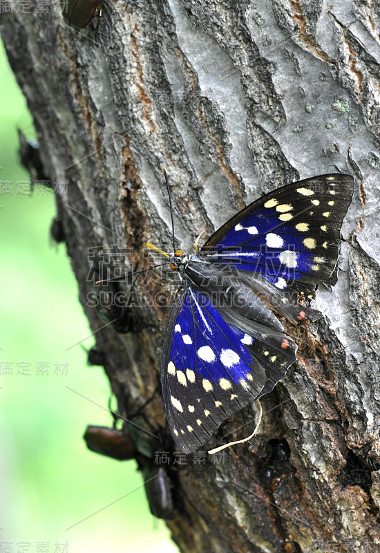 Sasakia charonda