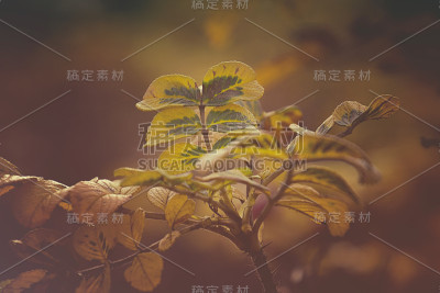 野生秋天玫瑰