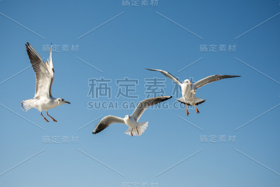 海鸥在蓝色的天空中飞翔