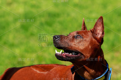 泰国脊背犬种