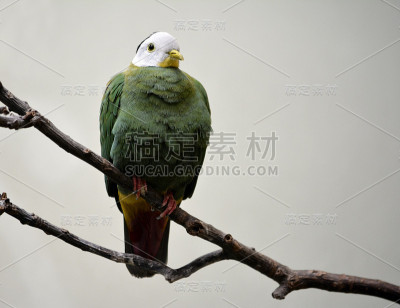 鸟在伦敦