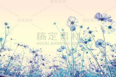 抽象的软焦点樱花或樱花在蜡笔