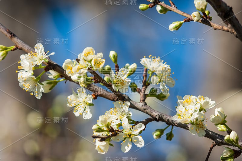 苹果花