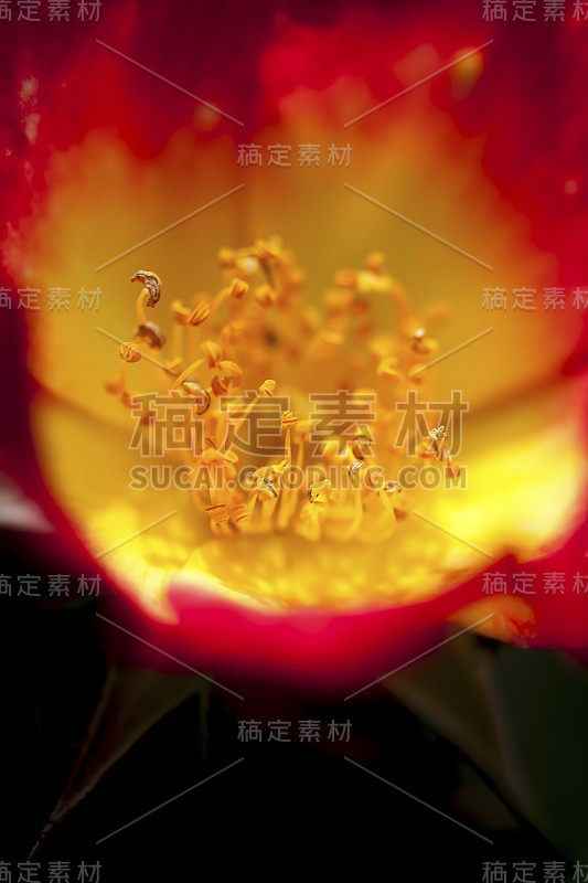 特写红色和黄色的春玫瑰花，色彩鲜艳，侧视图