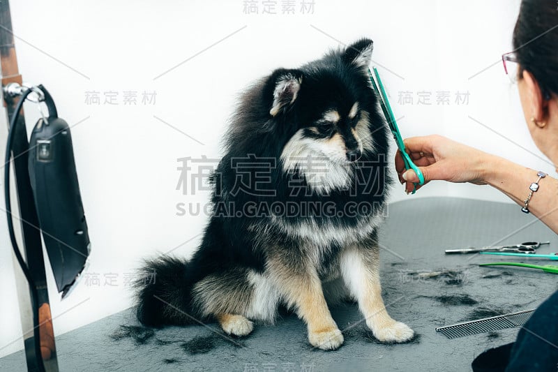 理发期间的博美犬