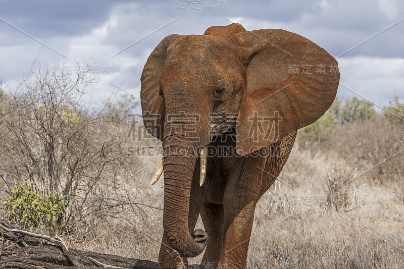 非洲大象- Tsavo East，肯尼亚