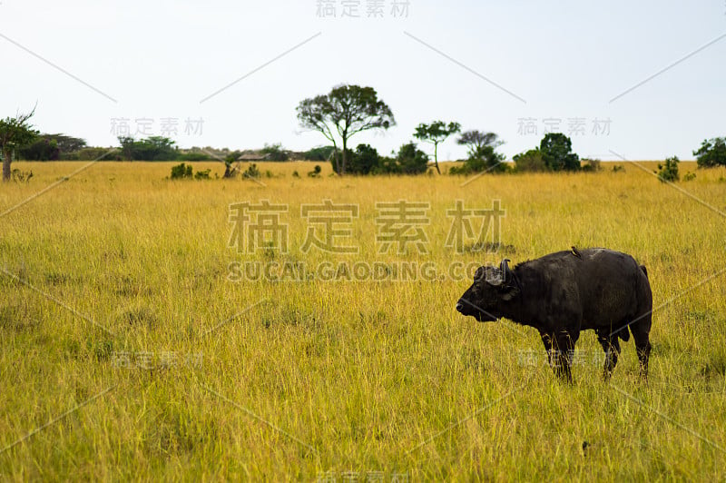 肯尼亚西北部马赛马拉公园的大草原上，孤立的野牛在吃草