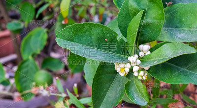 一群清新的白色柠檬花盛开，花蕾嫩绿