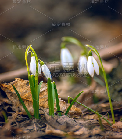 雪花莲