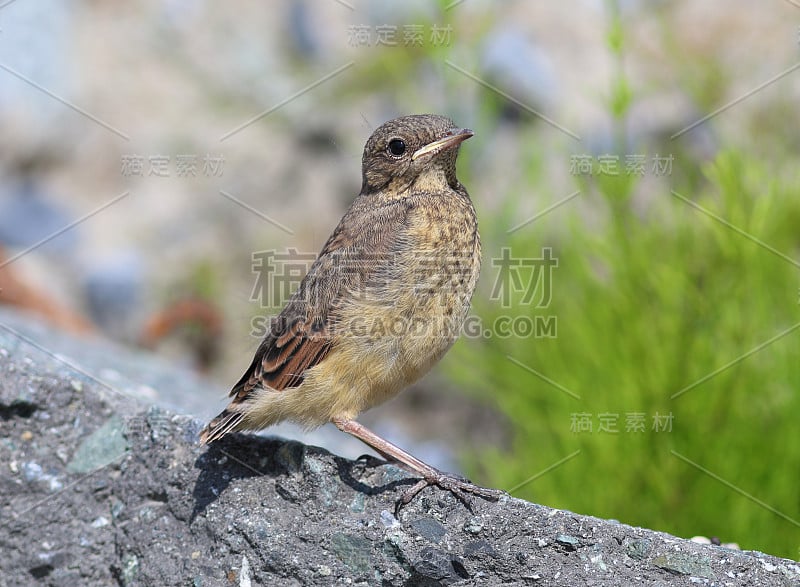 Anthus spinoletta