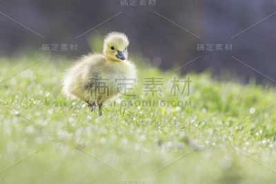 加拿大鹅宝宝