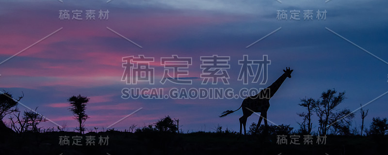罗特希尔德长颈鹿轮廓