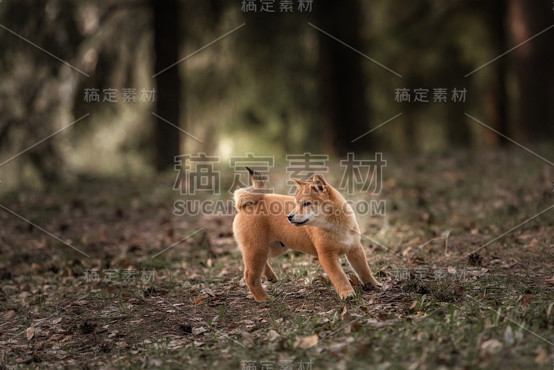 漂亮的年轻红柴犬小狗