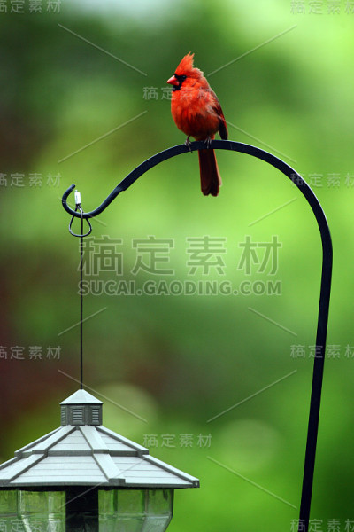 红衣主教