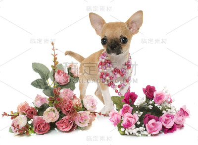 小狗短毛猫吉娃娃