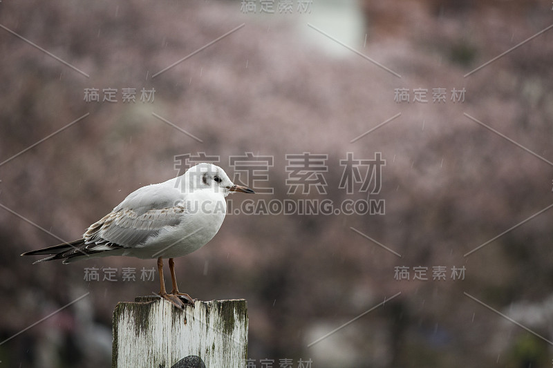 雨中的小鸟