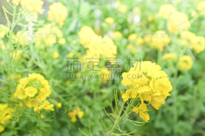 油菜花儿