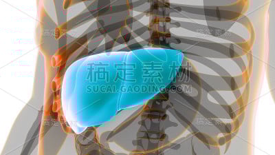 人体内部消化器官肝脏解剖