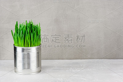 在金属锅里为宠物发芽的草