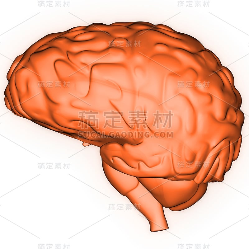 神经系统解剖x射线三维绘制人体内部器官大脑