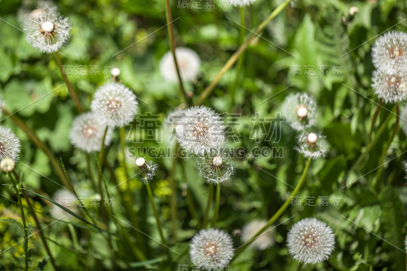 春天的花朵美丽的蒲公英在绿色的草地上。阳光明媚的春天