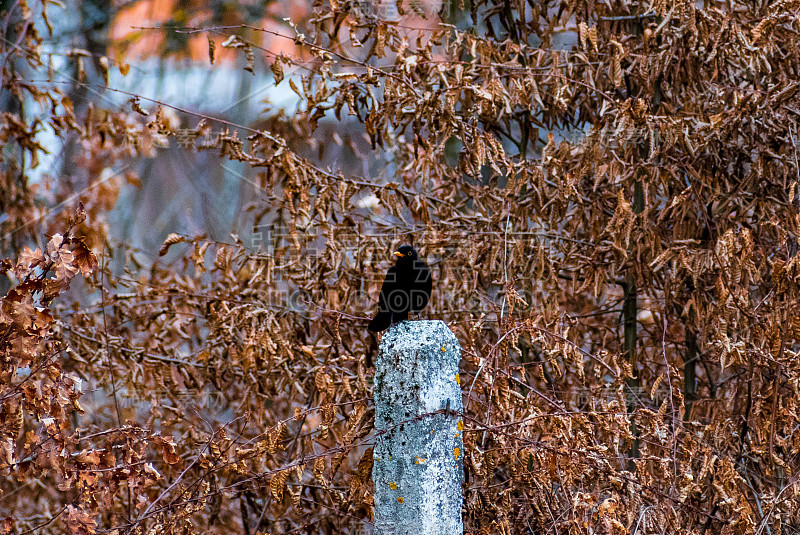 鸟类摄影