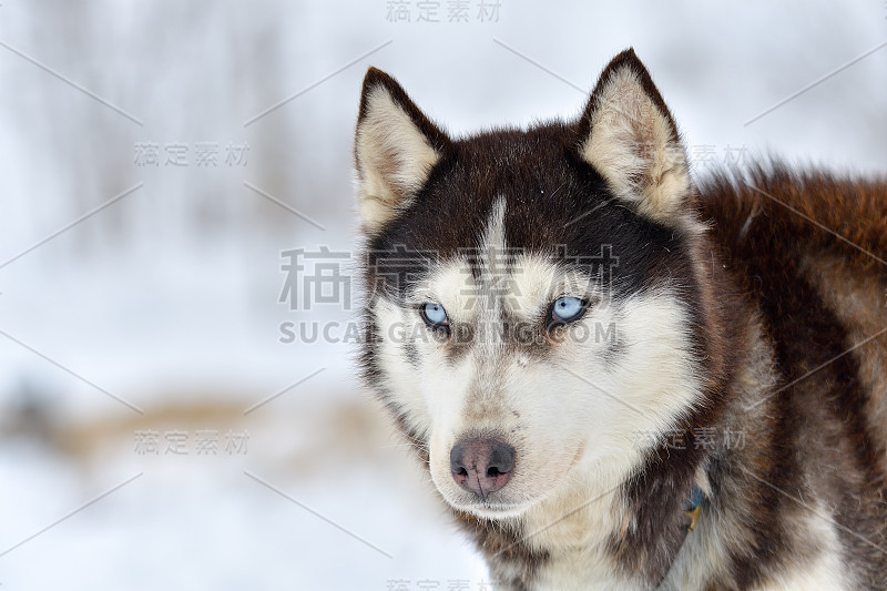 冬季户外西伯利亚哈士奇犬画像