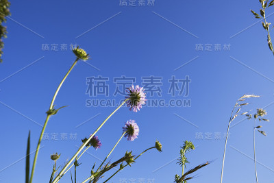 德国，北莱茵-威斯特伐利亚，夏季草和鸽子疥疮