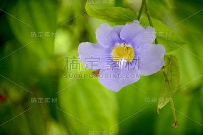 热带花草