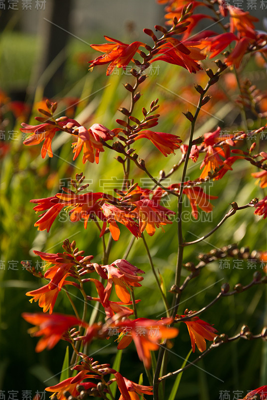 橙色Crocosmia