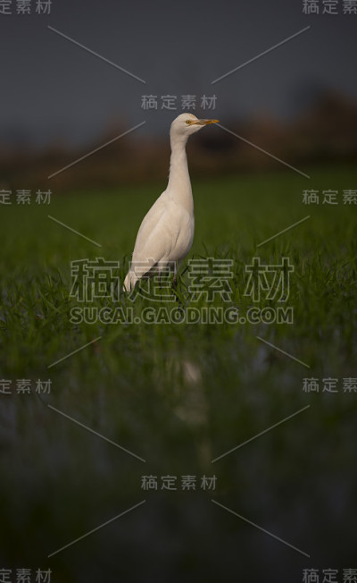 白鹭