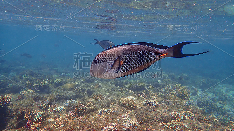 阿拉伯刺尾鱼(阿拉伯刺尾鱼)，在红海