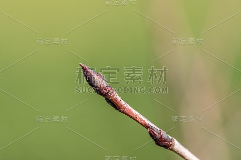 野樱桃茎上的芽，黑果藤