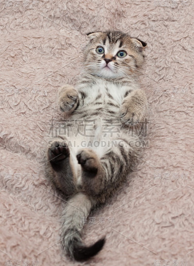 苏格兰斑猫