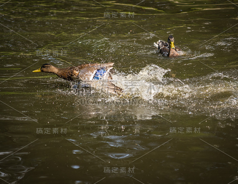 鸭子在水花中沐浴