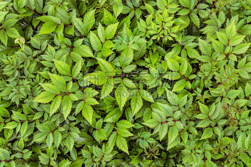 Astilba叶子背景。天然郁郁葱葱的落新妇绿色植物，用于观赏和美化公园和园林设计。