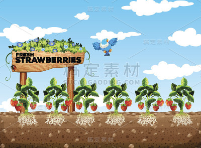白天的草莓田