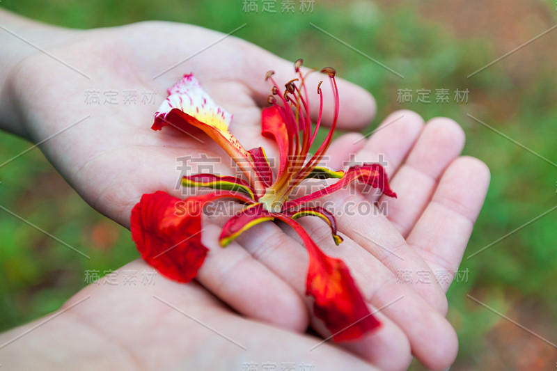艳丽的花