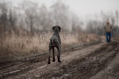 秋天狗狗在户外遇见主人的后视图