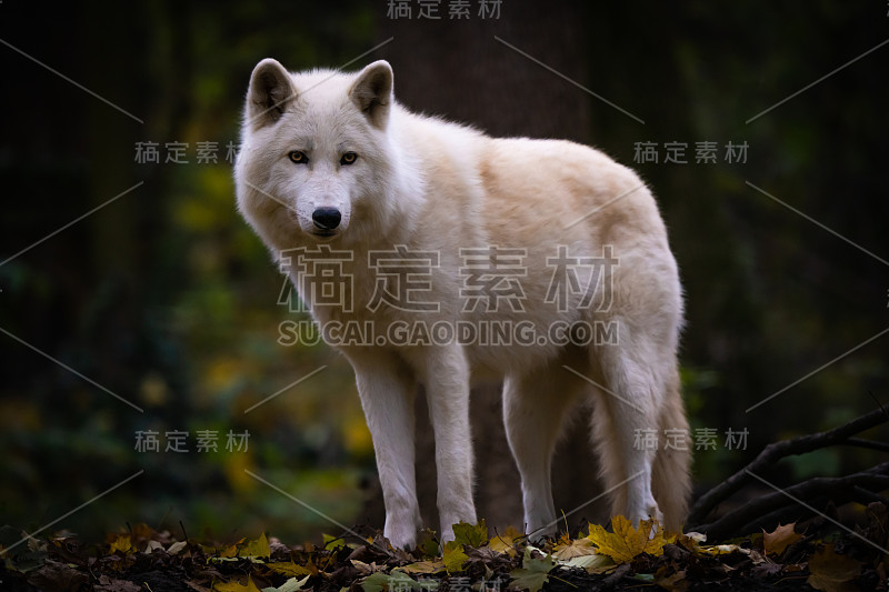北极狼