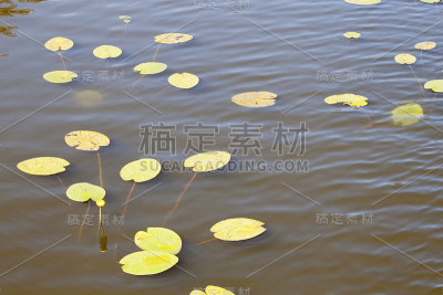 百合漂浮在湖中，还有一朵花