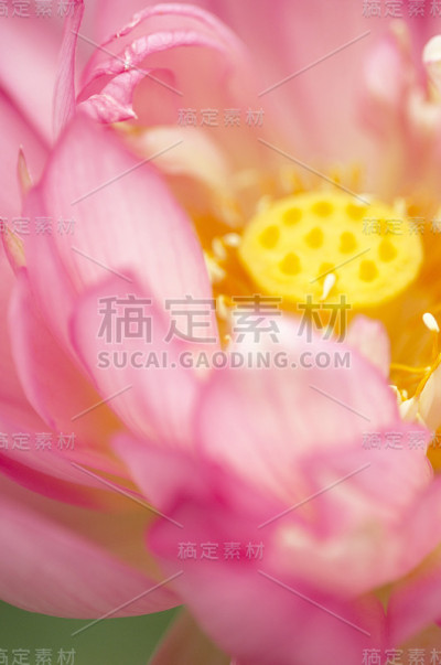 莲花