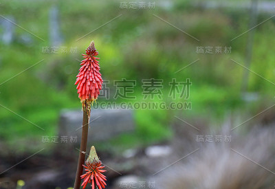 红扑克