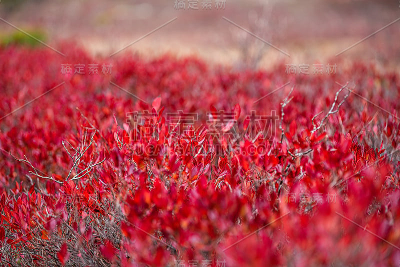 微距特写的色彩丰富的红色蓝莓越橘灌木图案的树叶在秋天与纹理和散景背景在西弗吉尼亚州