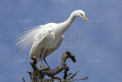 伟大的Egreat