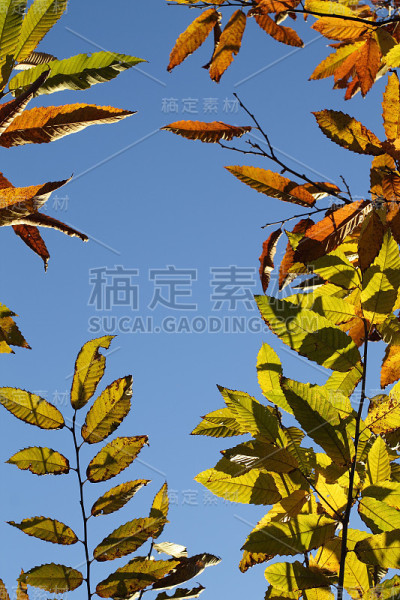 蓝天上的秋叶