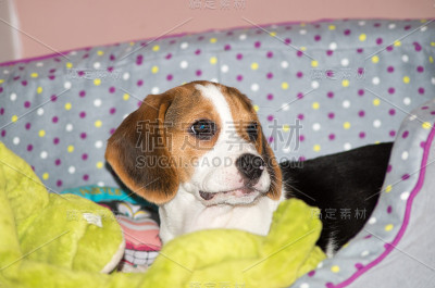 小猎犬小狗