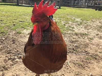 动物农场