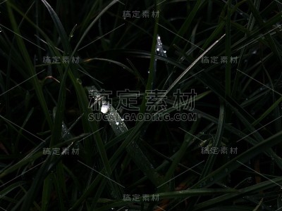 草地上的晨露